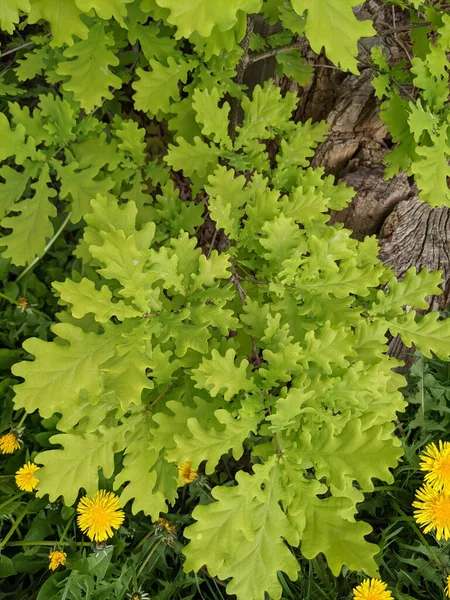 Close Shot Fresh Dandelions Park — Stock Photo, Image