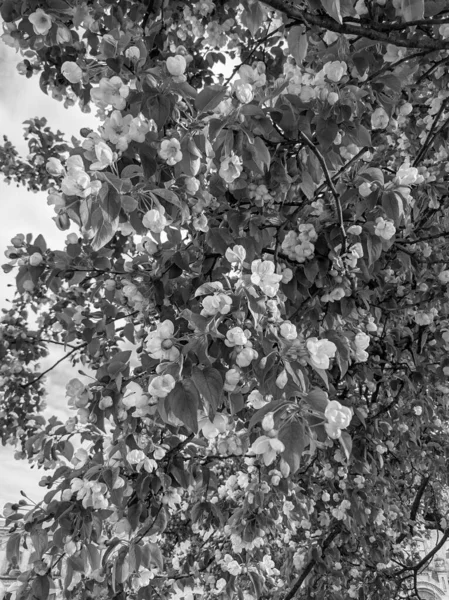 Lindos Galhos Árvores Com Folhas Flores Primavera — Fotografia de Stock