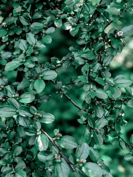 Güzel Taze Ağaç Yaprakları Tomurcukları Baharda — Stok fotoğraf
