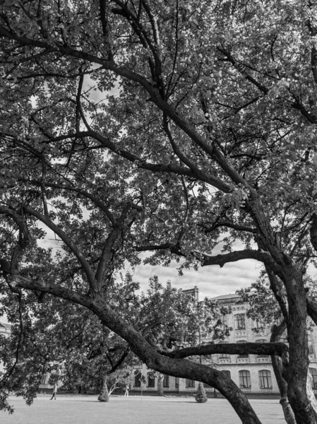 Belles Branches Arbres Avec Des Feuilles Des Fleurs Printemps — Photo