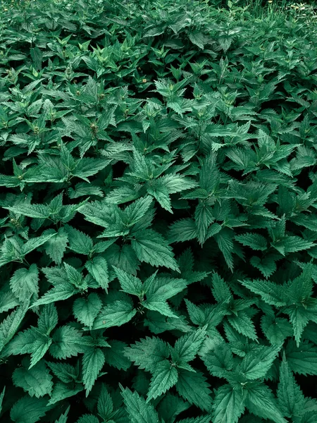 Primer Plano Hojas Ortiga Fresca Bosque — Foto de Stock