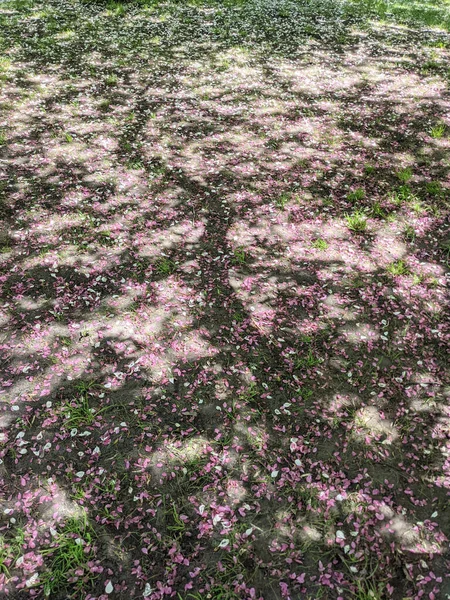 Цветущие Лепестки Сакуры Граунде Парке — стоковое фото
