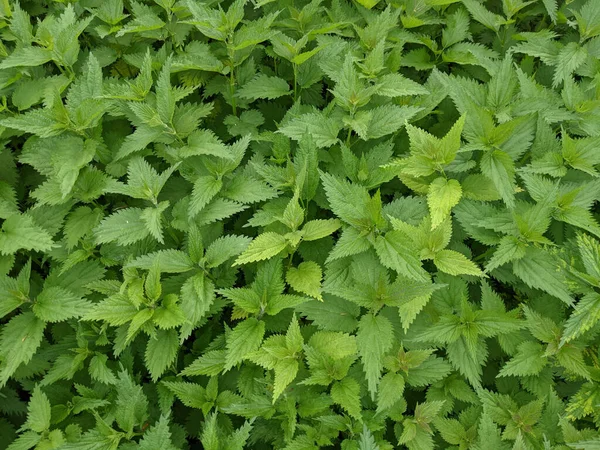 Close Shot Fresh Nettle Leaves Forest — Stock Photo, Image