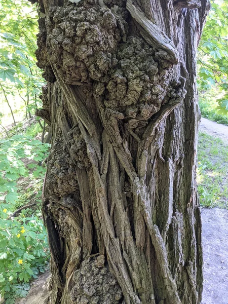 Close Boomstam Textuur Achtergrond Hout — Stockfoto