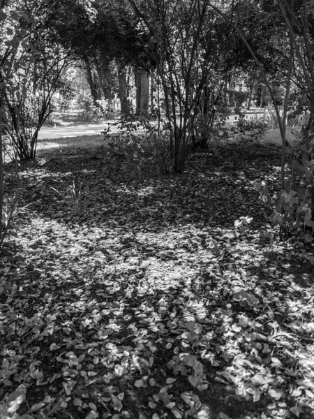 Σακούρα Πέταλα Άνθους Graund Στο Πάρκο — Φωτογραφία Αρχείου