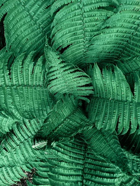 Κοντινό Πλάνο Φρέσκα Φύλλα Φτέρης Στο Δάσος — Φωτογραφία Αρχείου