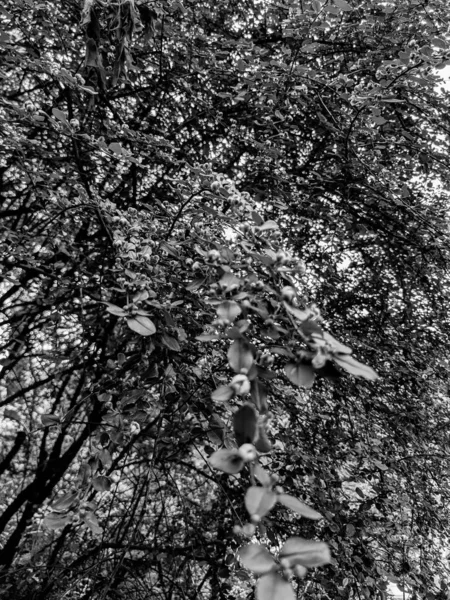 Belas Folhas Árvores Frescas Botões Primavera — Fotografia de Stock
