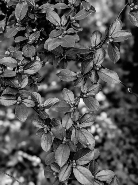 Hermosas Hojas Brotes Árboles Frescos Primavera —  Fotos de Stock