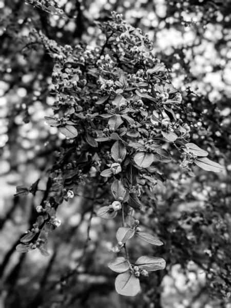 Beautiful Fresh Tree Leaves Buds Spring — Stock Photo, Image