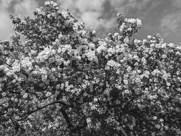 Bellissimi Rami Albero Con Foglie Fiori Primavera — Foto Stock