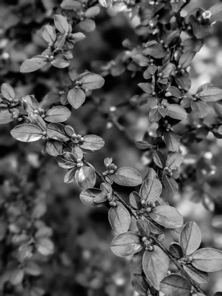 Hermosas Hojas Brotes Árboles Frescos Primavera —  Fotos de Stock