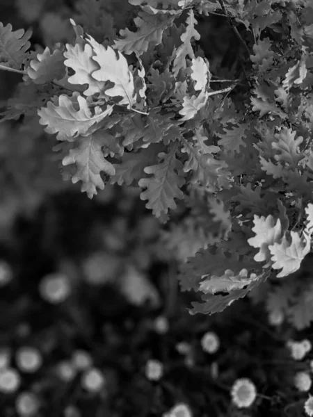 Close Shot Fresh Dandelions Park — Stock Photo, Image