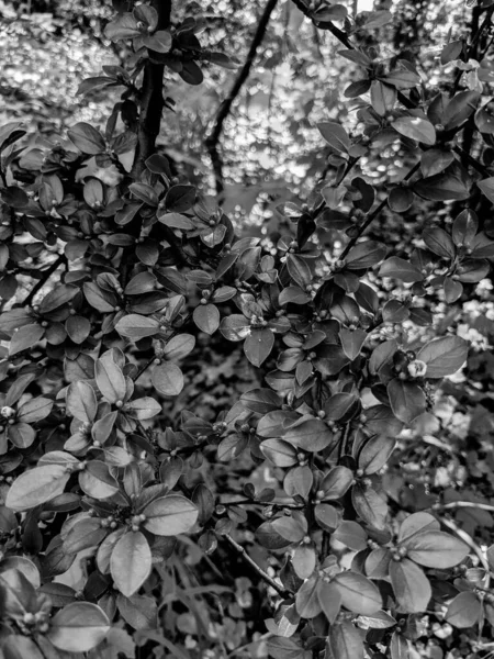 Hermosas Hojas Brotes Árboles Frescos Primavera —  Fotos de Stock