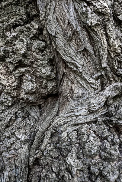 Vicino Albero Tronco Texture Sfondo Legno — Foto Stock