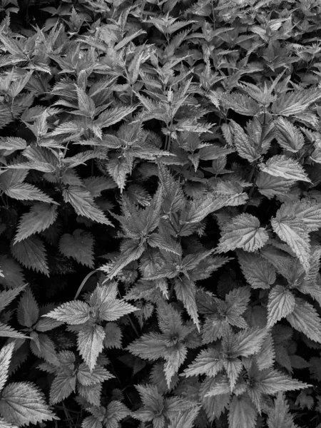 Крупним Планом Знімок Свіжого Листя Кропиви Лісі — стокове фото