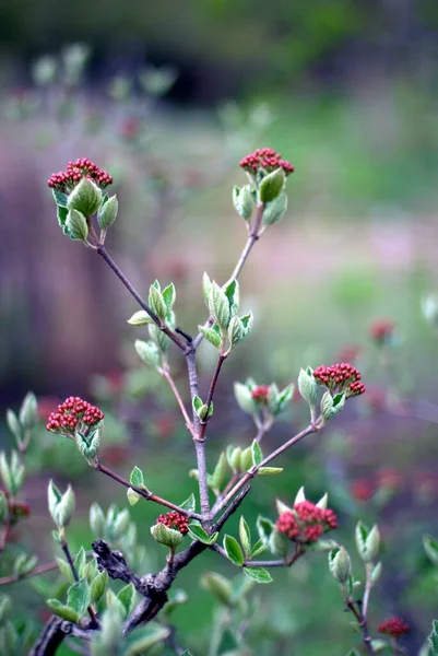 Belles Branches Arbres Avec Des Feuilles Printemps — Photo