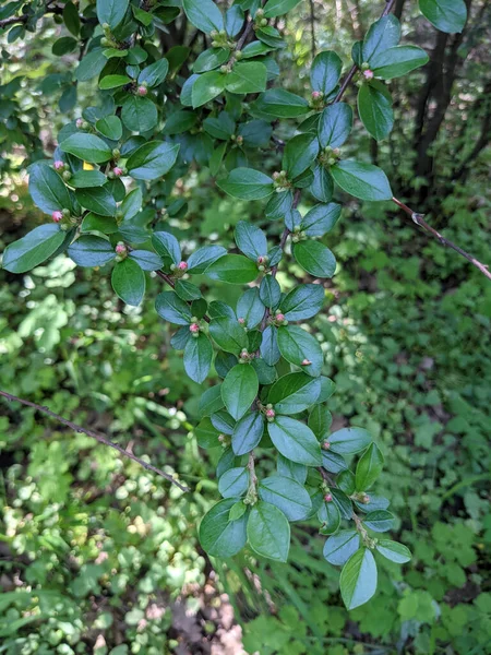 Schöne Frische Blätter Und Knospen Frühling — Stockfoto