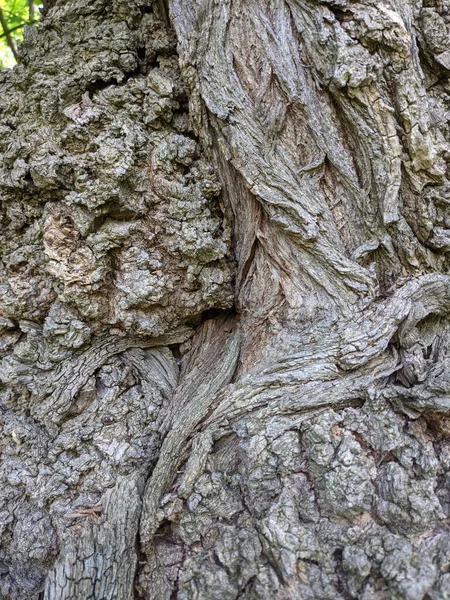 Gros Plan Arbre Tronc Texture Fond Bois — Photo