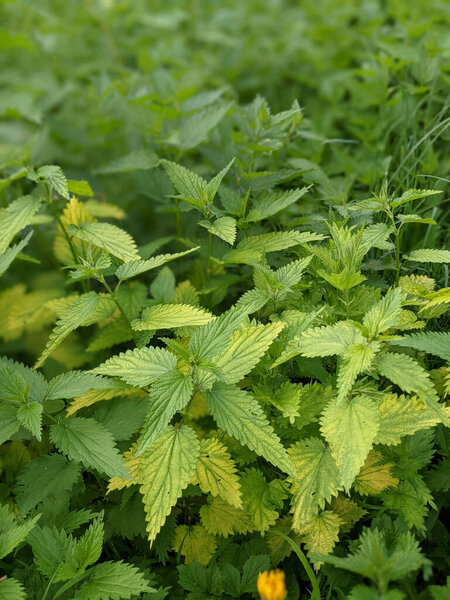 close-up shot of  fresh  nettle  leaves in forest 
