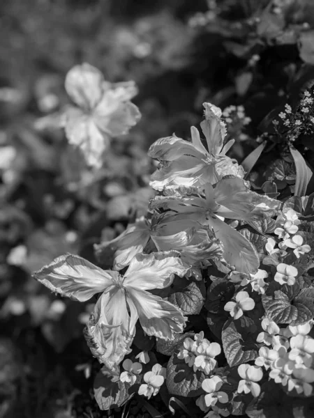 Güzel Laleler Baharda Büyüyen Çiçekler — Stok fotoğraf