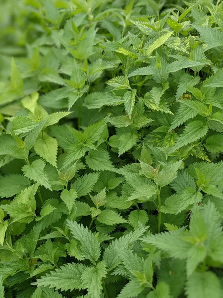 Primer Plano Hojas Ortiga Fresca Bosque — Foto de Stock