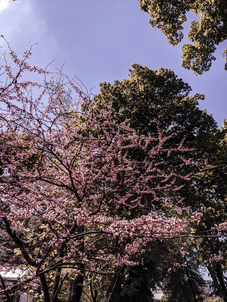 Schöne Frühlingsbäume Garten — Stockfoto