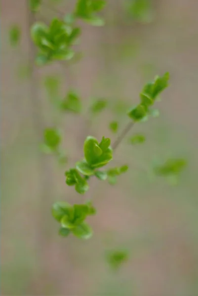 Close Shot Fresh Leaves Park — Stok Foto