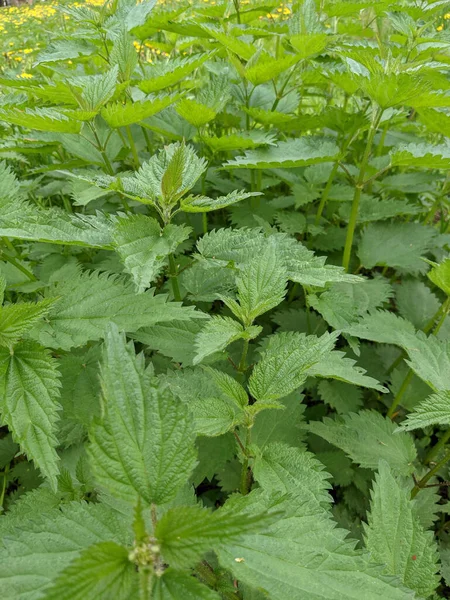 Primer Plano Hojas Ortiga Fresca Bosque — Foto de Stock