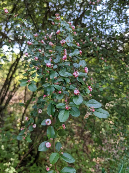 Schöne Frische Blätter Und Knospen Frühling — Stockfoto