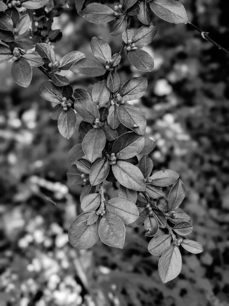 Belles Feuilles Bourgeons Arbres Frais Printemps — Photo