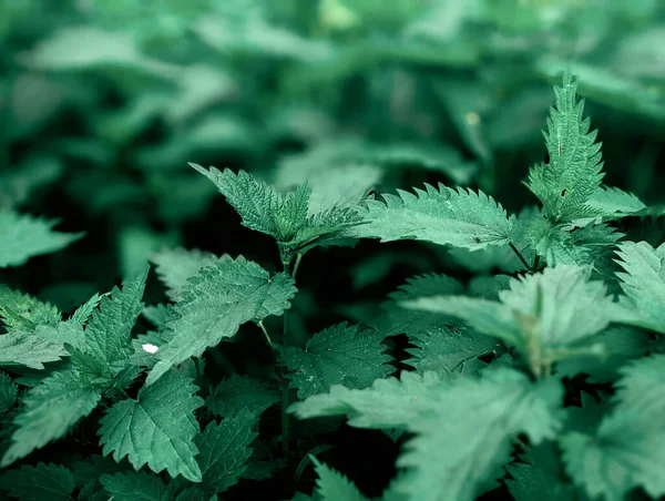 Primer Plano Hojas Ortiga Fresca Bosque — Foto de Stock