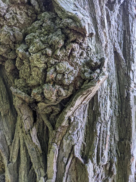 Vicino Albero Tronco Texture Sfondo Legno — Foto Stock