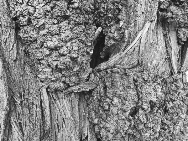 Крупним Планом Фон Текстури Стовбура Дерева Дерево — стокове фото