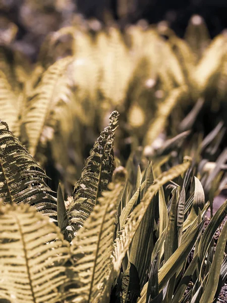 Gros Plan Des Feuilles Fougère Fraîche Dans Forêt — Photo