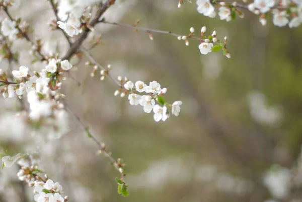 Bellissimo Fiore Albero Bianco Primavera — Foto Stock