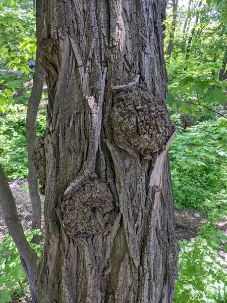 Close Tree Trunk Wood — Stock Photo, Image