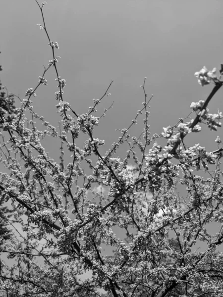 春には美しい白木の花 — ストック写真