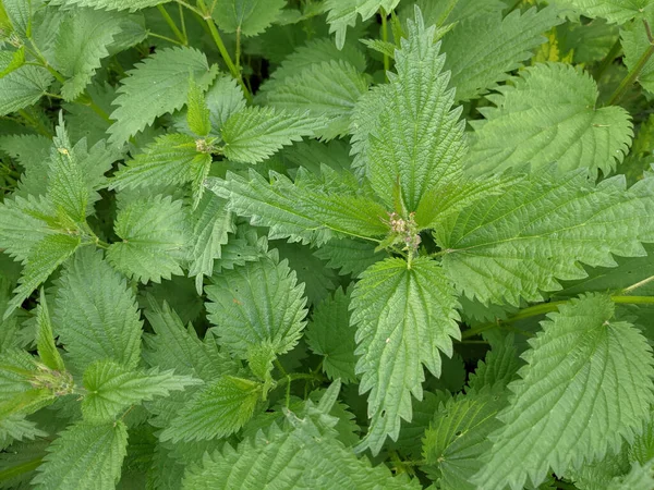 Primer Plano Hojas Ortiga Fresca Bosque — Foto de Stock