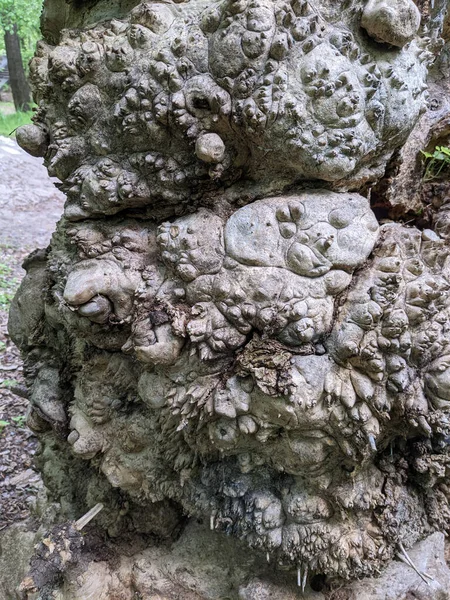 Cerrar Árbol Tronco Textura Fondo Madera —  Fotos de Stock