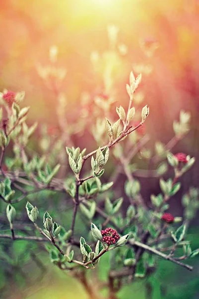 Belles Branches Arbres Avec Des Feuilles Printemps — Photo