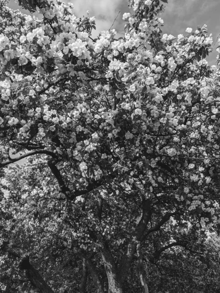 Belles Branches Arbres Avec Des Feuilles Des Fleurs Printemps — Photo
