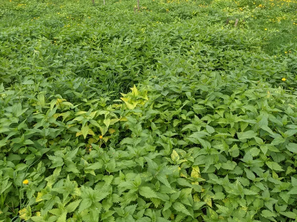 Ormanda taze ısırgan otu yapraklarının yakın plan çekimi. 