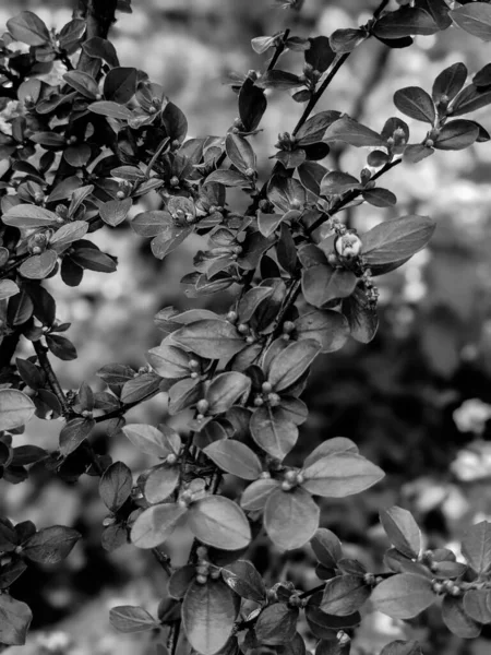 Όμορφα Φρέσκα Φύλλα Και Μπουμπούκια Δέντρων Την Άνοιξη — Φωτογραφία Αρχείου