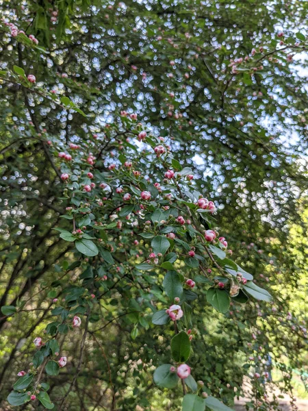 Piękne Świeże Liście Drzew Pąki Wiosną — Zdjęcie stockowe