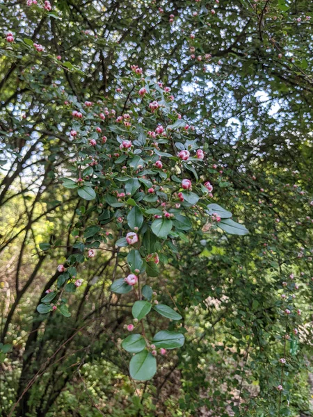 Belas Folhas Árvores Frescas Botões Primavera — Fotografia de Stock