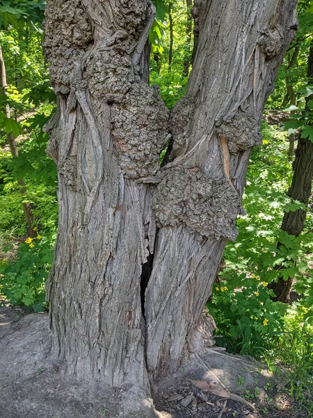 Gros Plan Tronc Arbre Bois — Photo