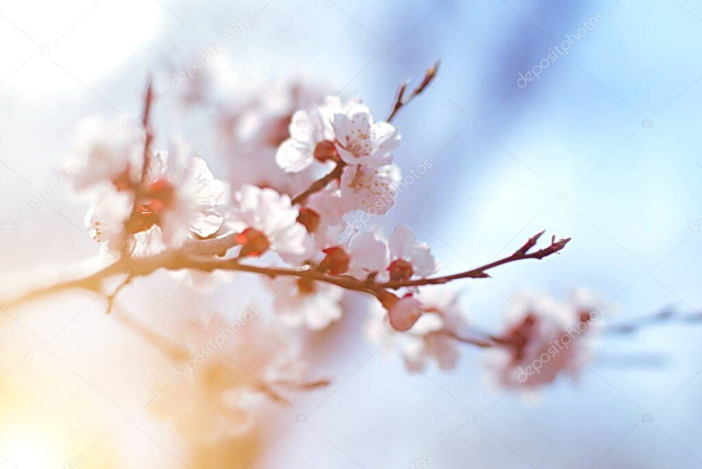 beautiful  white tree blossom in the spring