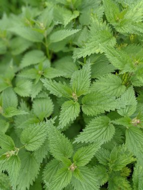 Ormanda taze ısırgan otu yapraklarının yakın plan çekimi. 