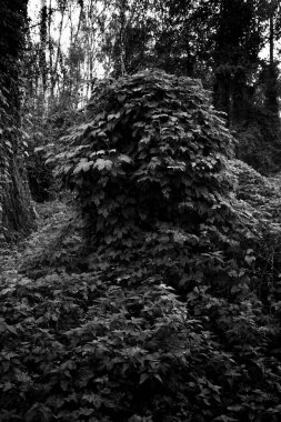 İlkbaharda ormanda yaprakları olan güzel ağaçlar