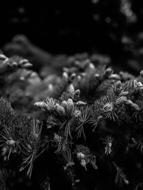 İlkbaharda güzel köknar dalları 